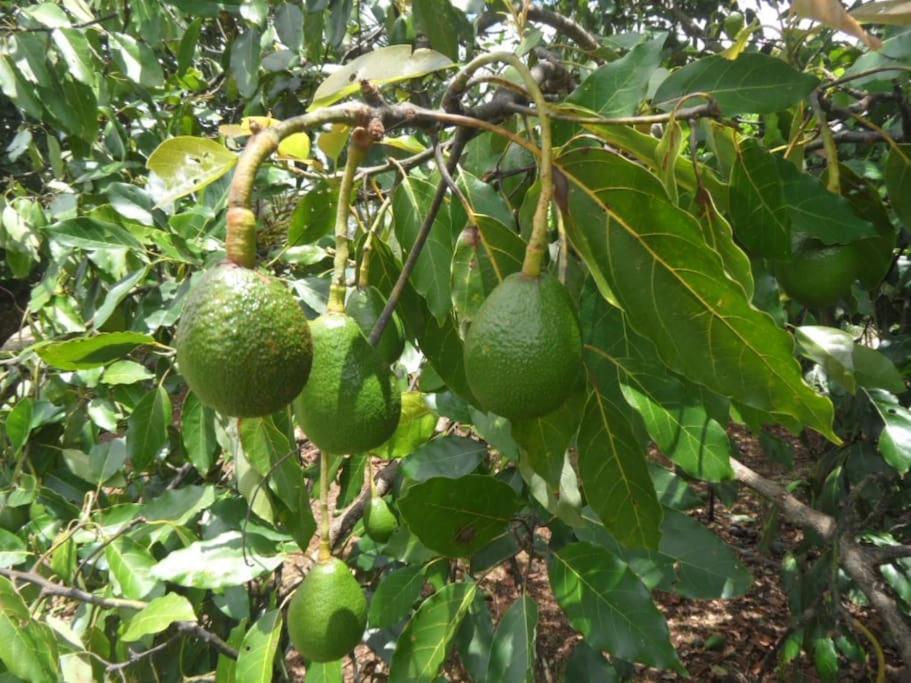 Moonya Avocado Farm Cottage - With Early Check-In Núi Tamborine Ngoại thất bức ảnh